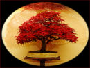 "Bonsai"